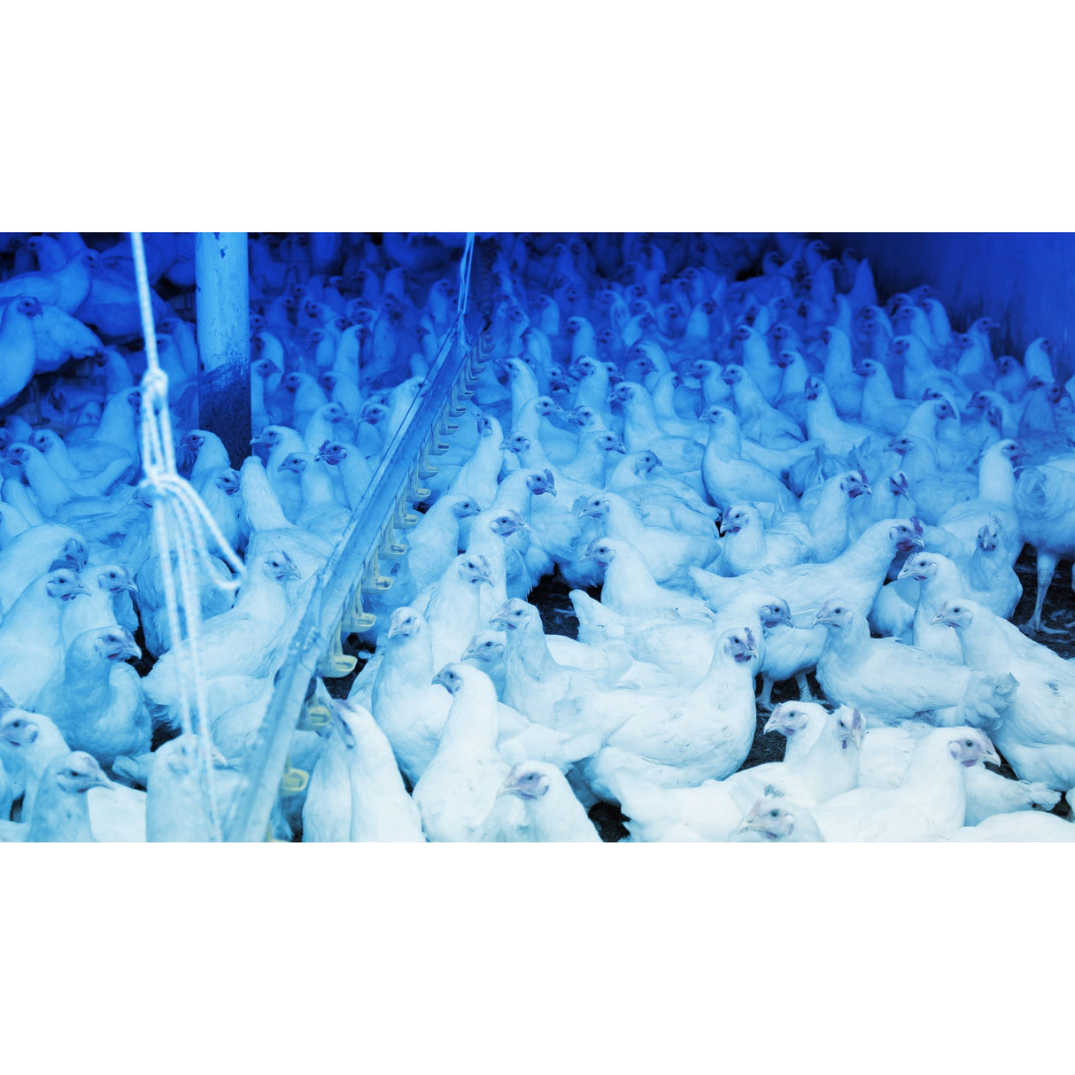 Blue LED Light for Poultry, 1300 Lumens Raw, 12-80V
 - S.150866 - Farming Parts