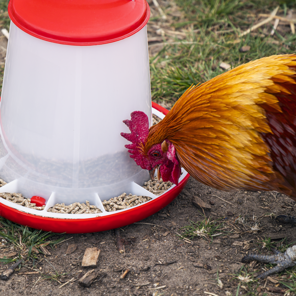 Poultry Feeder 3kg - Pack of 3 - SE-AFT033