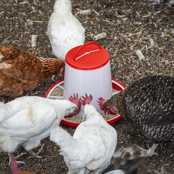 Poultry Feeder 6kg - Pack of 2 - SE-AFT042