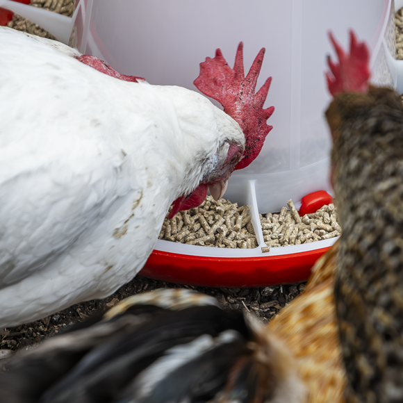 Poultry Feeder 6kg - SE-AFT04