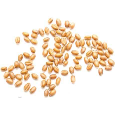 A scattering of wheat kernels lies on a white background, reminiscent of the orderly arrangement seen in industrial settings where a Sparex Suction Hose (Merlett Medium) with a 32mm (1 1/4'') hose ID might be used to transport materials efficiently.